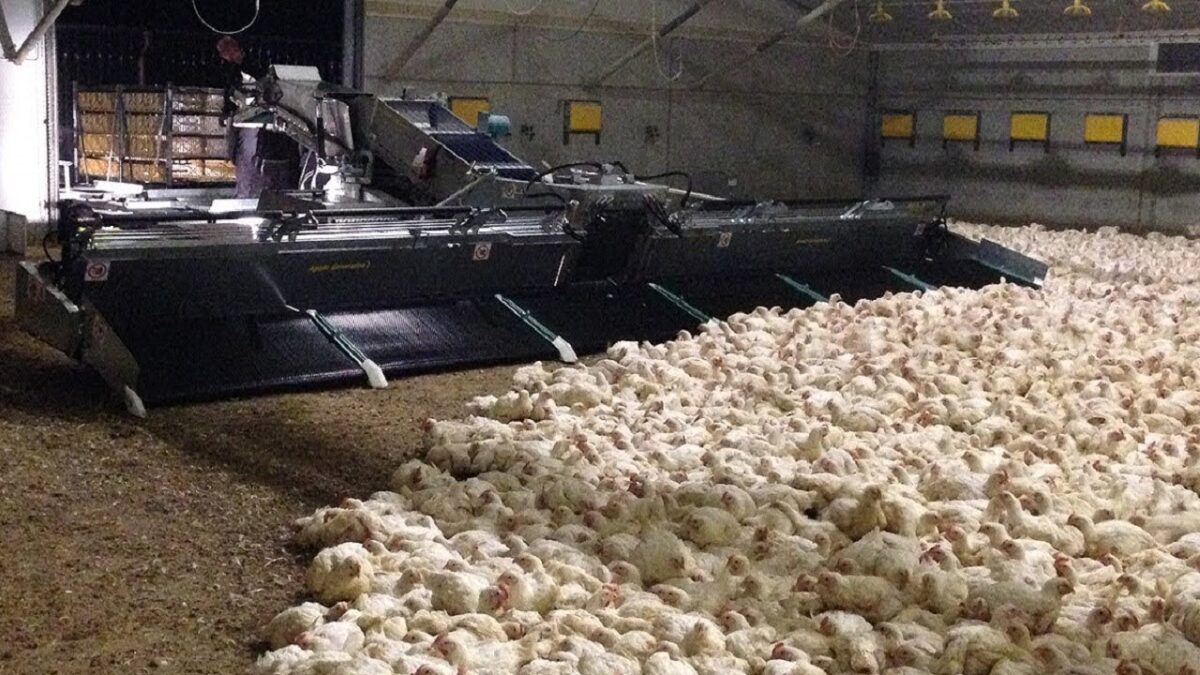 This modern farming machines saved million dollars | Incredible Egg farming technology.