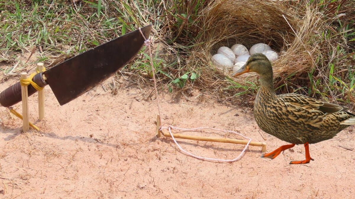 Creative Quick Wild Duck Trap Technology make from Big Knife & Duck Eggs Work 100%