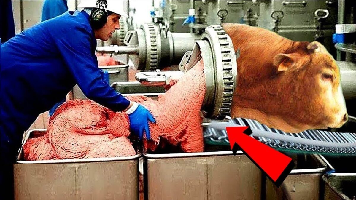 Incredible Modern Farming Milking Harvest Technology. Amazing Automatic Cow Farming Factory.