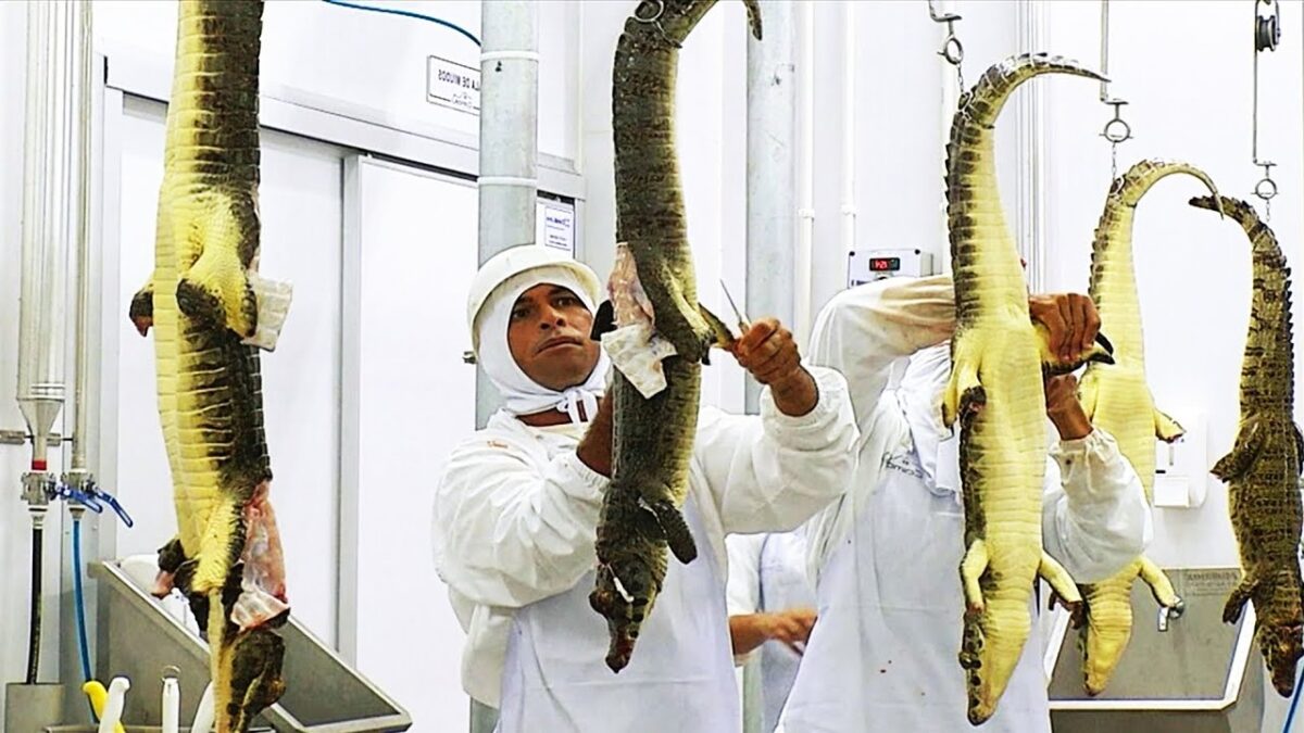 Amazing Crocodile Farming Technology – Crocodile Meat Processing Factory – Alligator Farm
