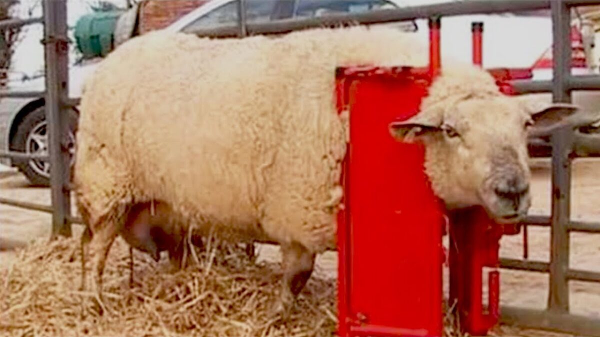 Incredible Modern Sheep & Lamb Processing Factory | Amazing automatic Farming Technology.
