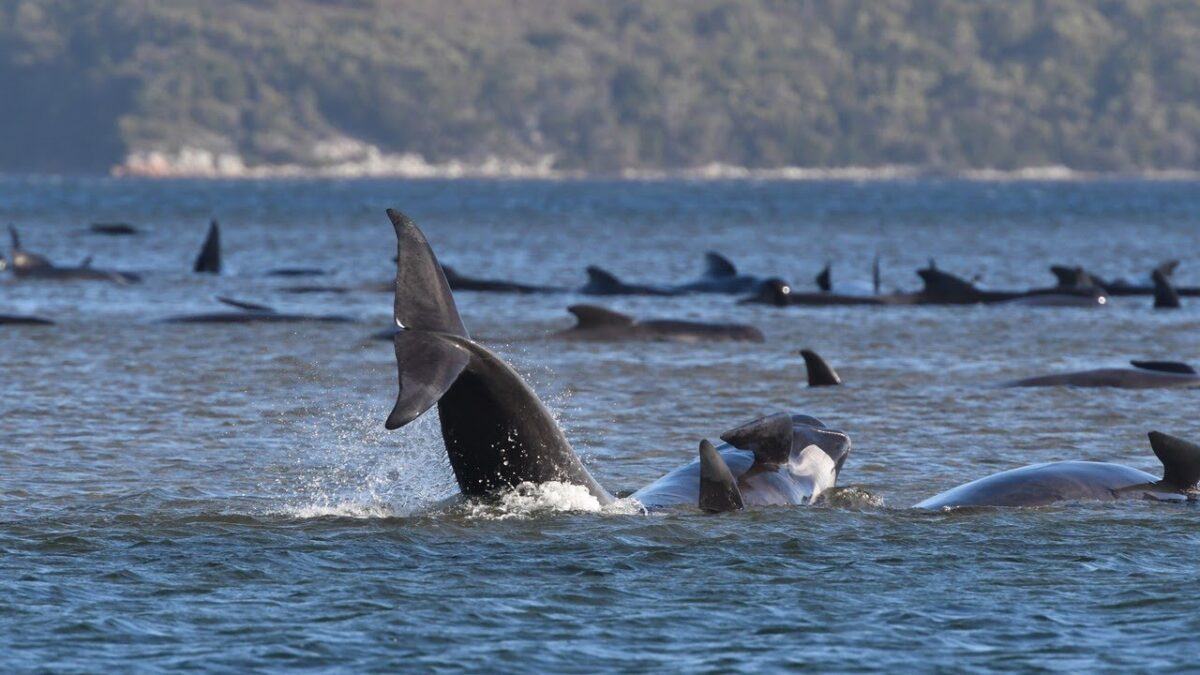 New technology protecting whales from colliding with ships