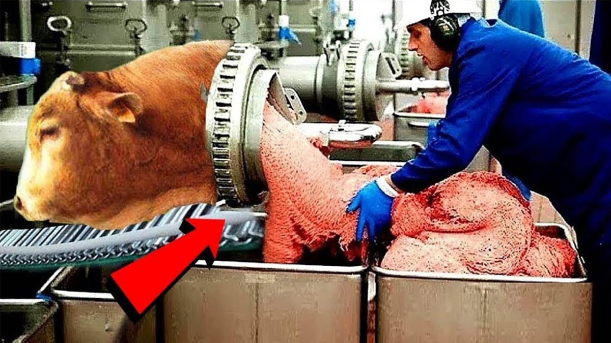 Incredible Modern Farming Milking Harvest Technology. Amazing Automatic Cow Farming Factory | Part-2