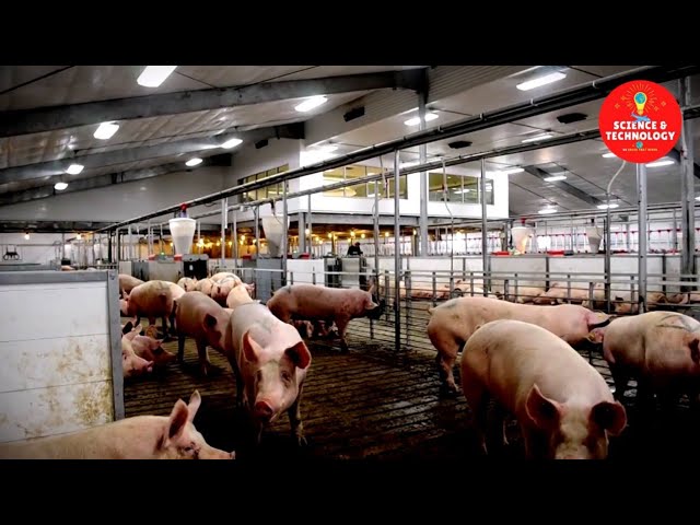 AMAZING HIGH-TECH PIG FARMING-MODERN TECHNOLOGY IN PIG FARMING-INCREDIBLE LIVESTOCK TECHNOLOGY TODAY