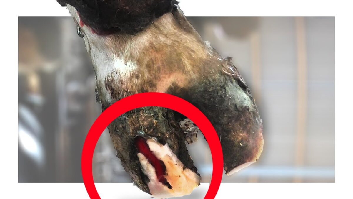 GORY CRACK IN COWS HOOF | MODERN, ROBOTIC FARM TECHNOLOGY!