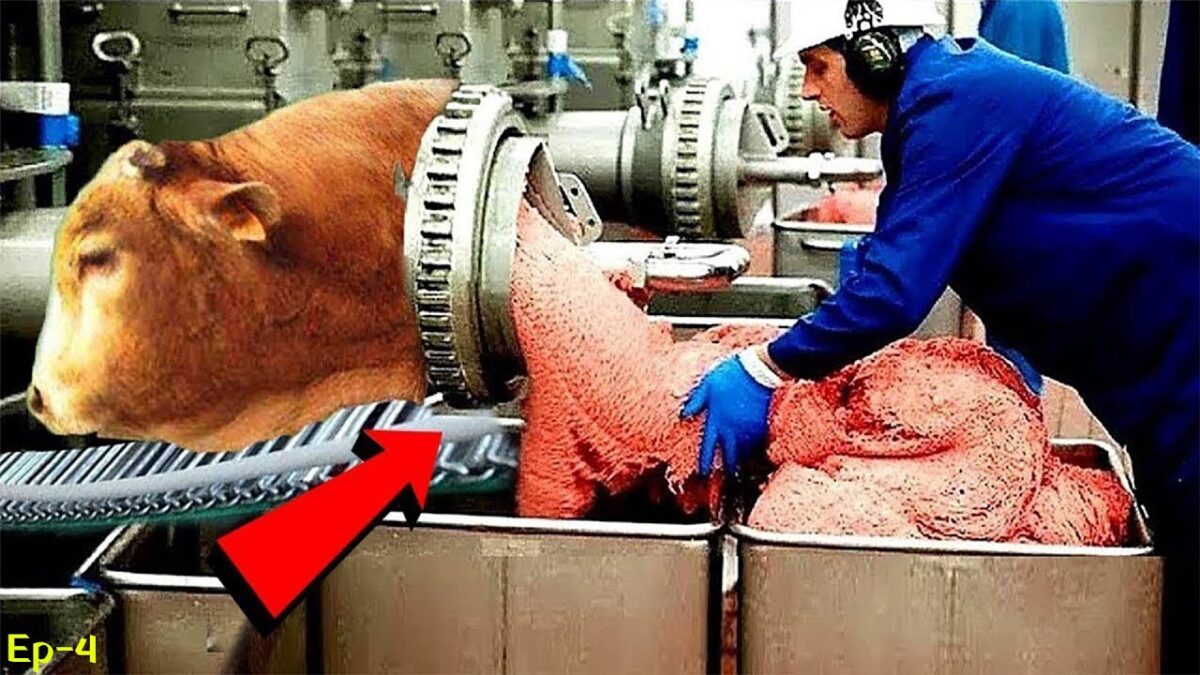 Incredible Modern Farming Milking Harvest Technology. Amazing Automatic Cow Farming Factory | Part-4