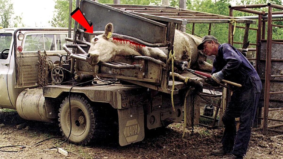 Incredible Modern Farming Milking Technology. Amazing Automatic Cow Farming Machine | Part-6