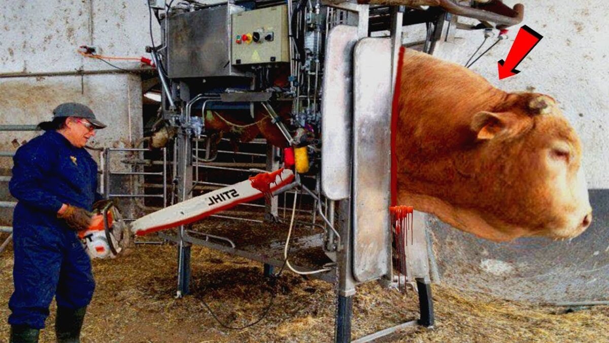 Modern Farming Technology | Amazing Automatic Cow Farming Machines.