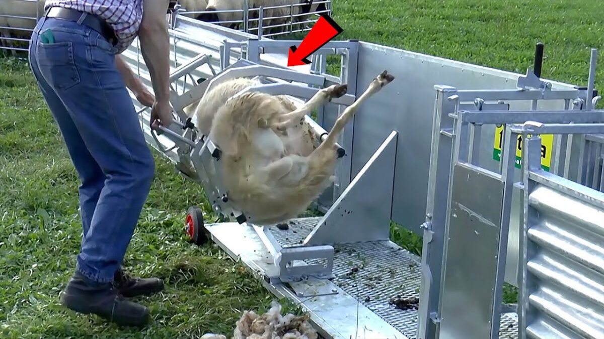 Modern Farming Technology | Incredible Modern Farming Milking Harvest Technology.
