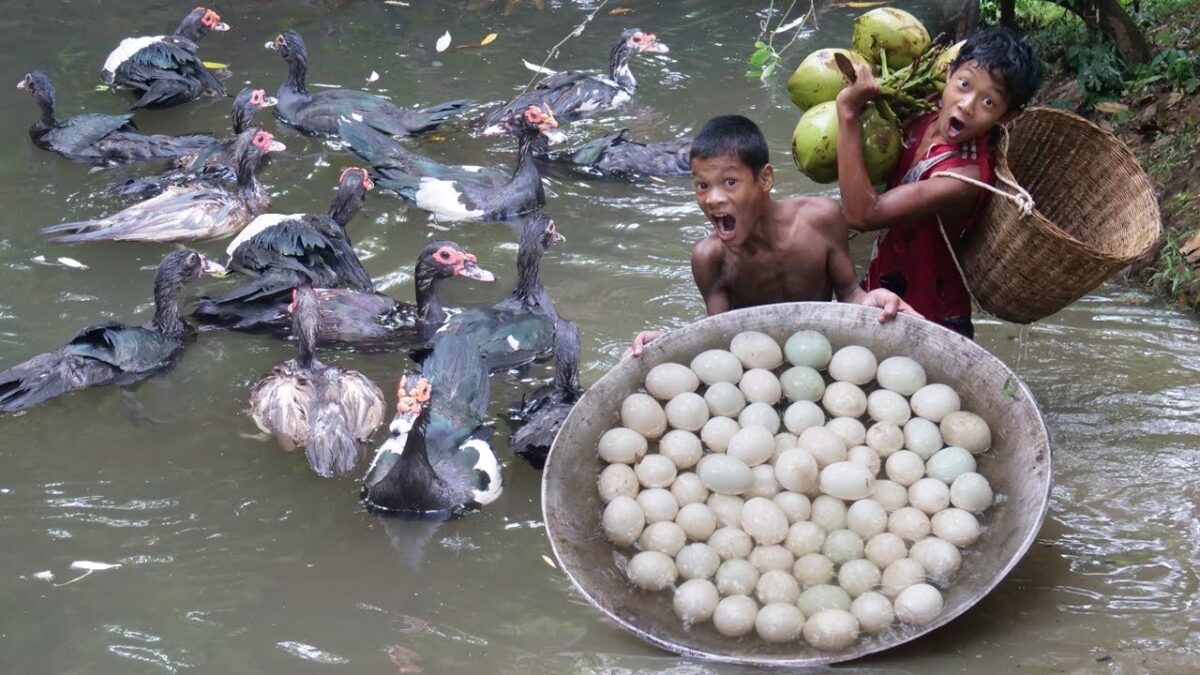 Primitive Technology – Eating Delicious – Meet Duck&Egg Cooking With Coconut Water #225