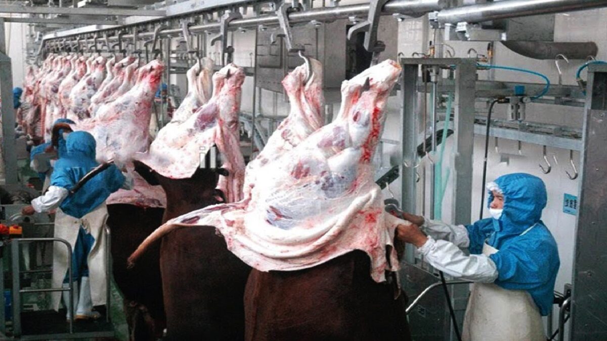 Incredible Modern Cowhide Processing Factory Technology – Cow Farm Harvesting Cowhide For Tannery