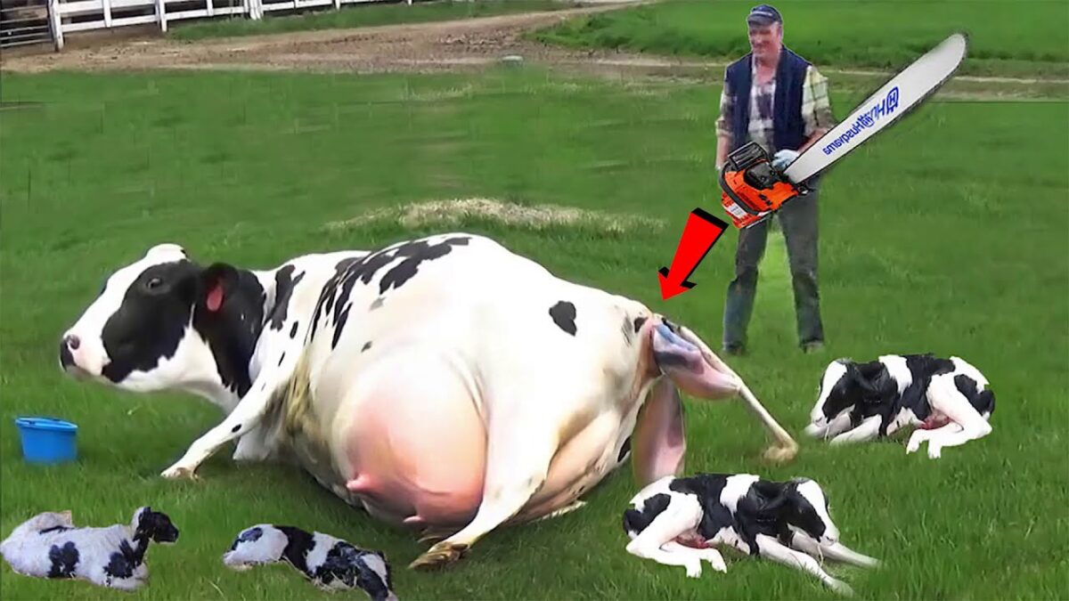 Incredible Modern Farming, Milking, Harvesting, Technology | Amazing Automatic Cow Farming Process.
