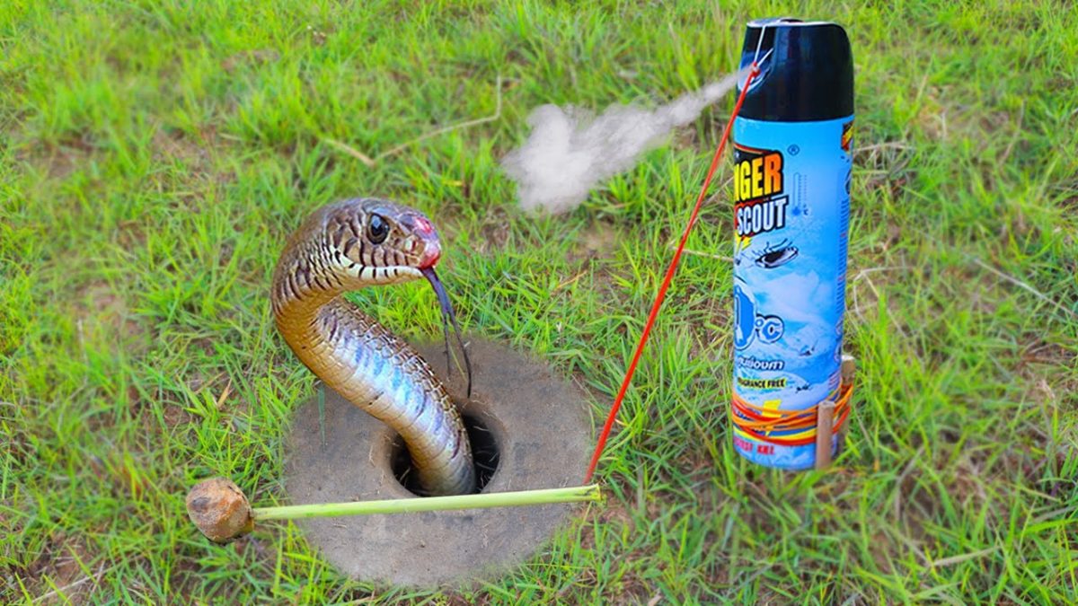 EASY SNAKE TRAP _ DIY Snake Trap Technology Make From RANGER Works 100%