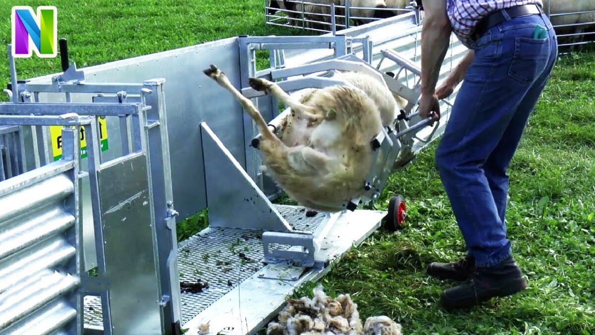 Amazing Sheep Farming Equipment Technology – Modern Automatic Sheep Farm Tool You May Never Seen