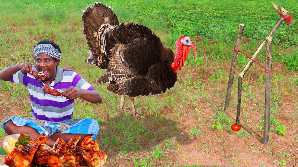 Primitive Technology: Turkey Trap and Cooking and eating Yummy | Village Hunter 3.0