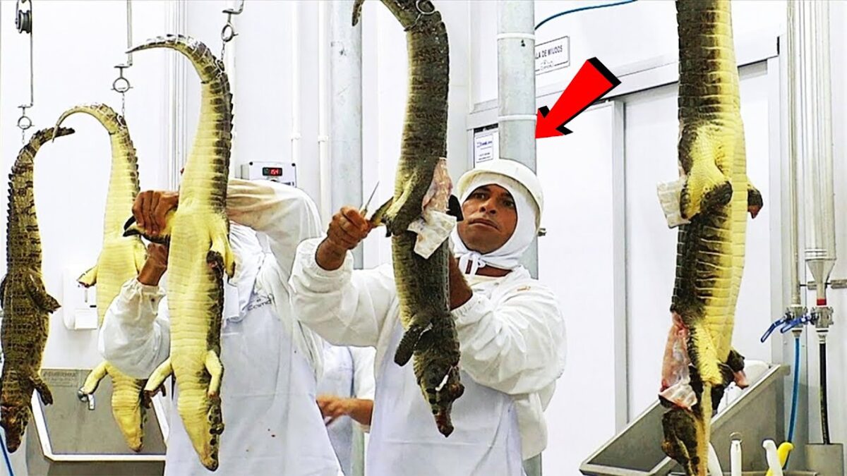 Amazing Crocodile Farming Technology | Crocodile Meat Processing Factory .