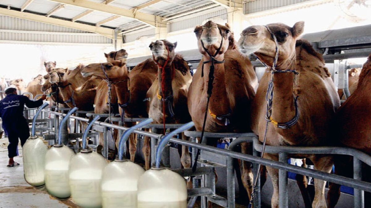 Modern Camel Farming – Automatic Camel Milking Technology – Amazing Camel Milk Product