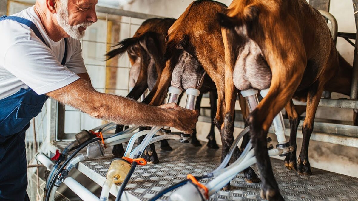 Incredible Modern Automatic Cow Farming Technology – Milking Goats, Goat Farm