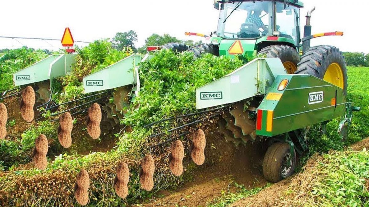 How To Harvest Peanuts, Harvesting Technology in Modern Agriculture, Harvest Mushrooms, Potatoes
