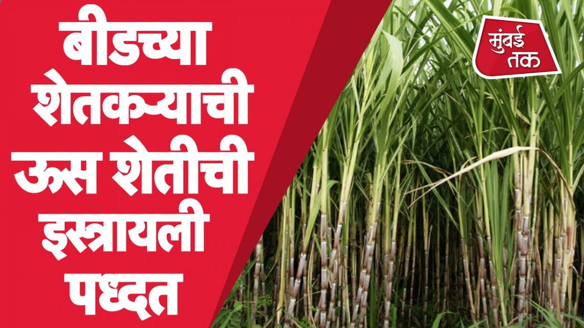 Agriculture Technology: Beedच्या शेतकऱ्याचा प्रयोग Israel agriculture technology ने केली ऊस शेती