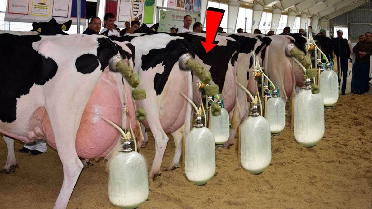 Incredible Modern Farming Milking Harvest Technology. Amazing Automatic Cow Farming Factory.