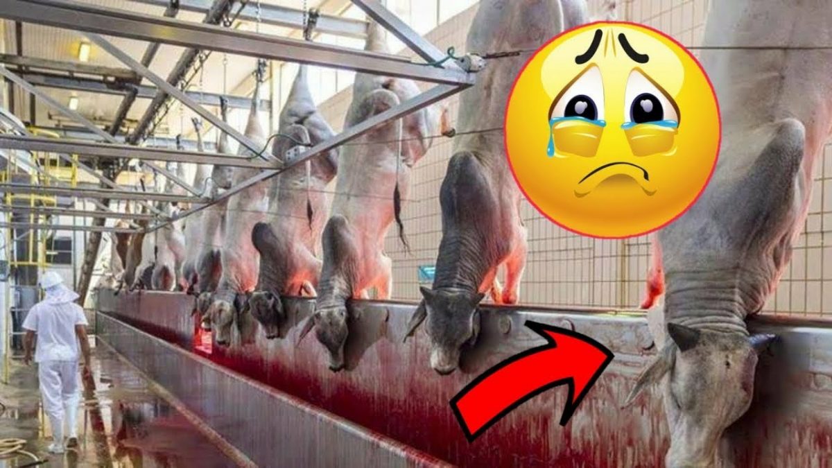 Incredible Modern Farming Milking Harvesting Technology. Amazing Automatic Cow Farming Technology.