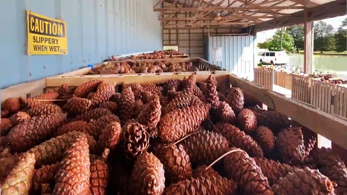 Awesome Pine Cultivation Technology – Pine Cone Harvesting Machine – Pine Nut Processing in Factory