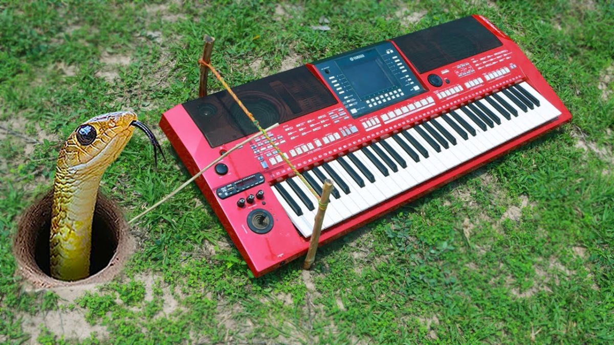 EASY SNAKE TRAP _ DIY Snake Trap Technology Make From Piano ( Works 100% )