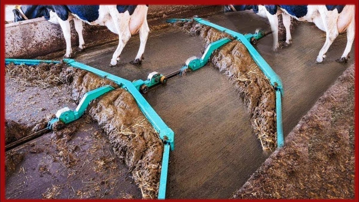 भई वाह क्या मशीन है Amazing Modern Automatic Cow Farming Technology,   Cleaning and Milking Machines