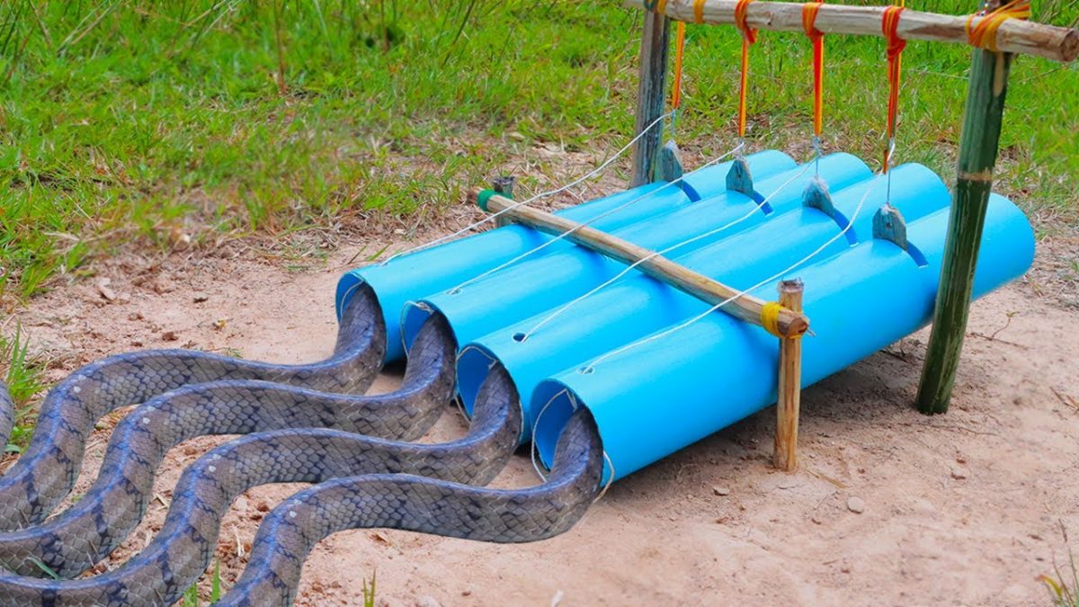 Easy Snake Trap – Build Technology Snake Trapping Using PVC Pipe That Work 100%