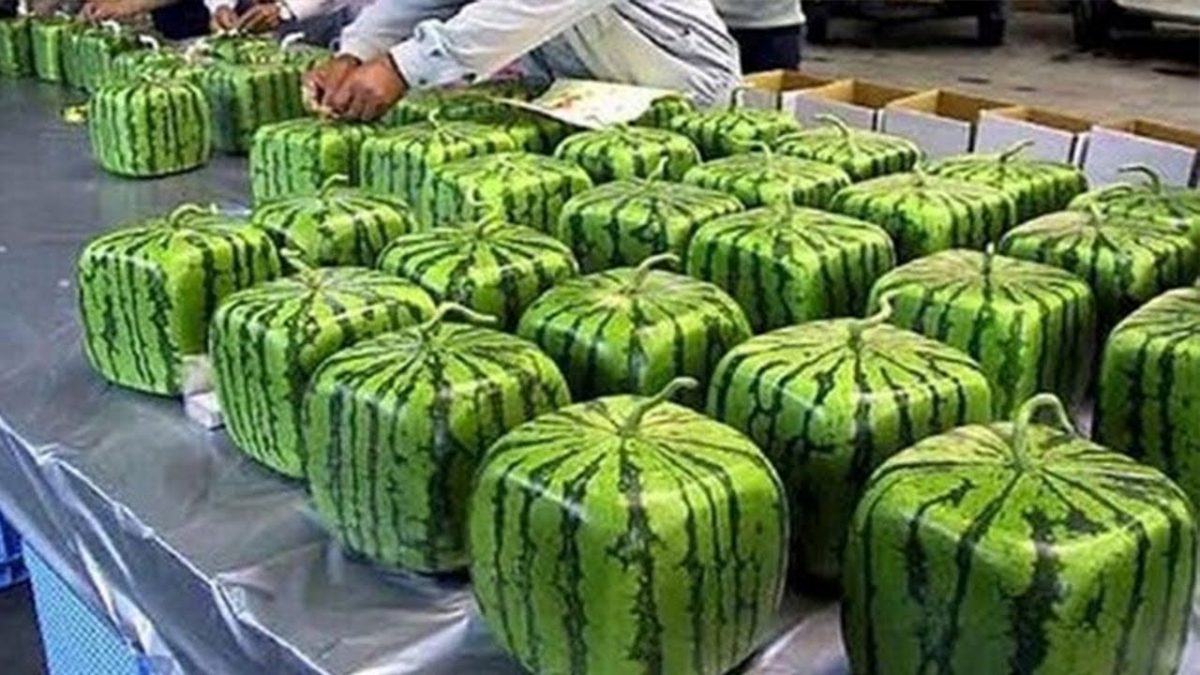 This watermelon production shocked the world. Incredible watermelon factory processing technology