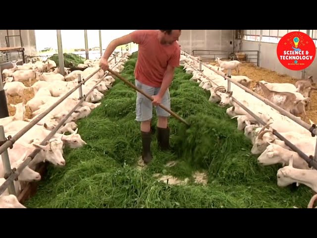 MODERN HIGH-TECH GOAT FARMING-AMAZING GOAT FARM-MODERN TECHNOLOGY LIVESTOCK EQUIPMENT- DAIRY FARMING