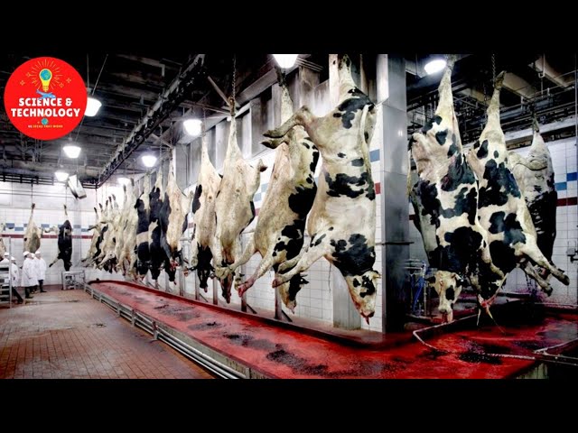 AMAZING FRESH BEEF FACTORY PROCESSING LINE-MODERN TECHNOLOGY LIVESTOCK SLAUGHTERHOUSE-FOOD PROCESS